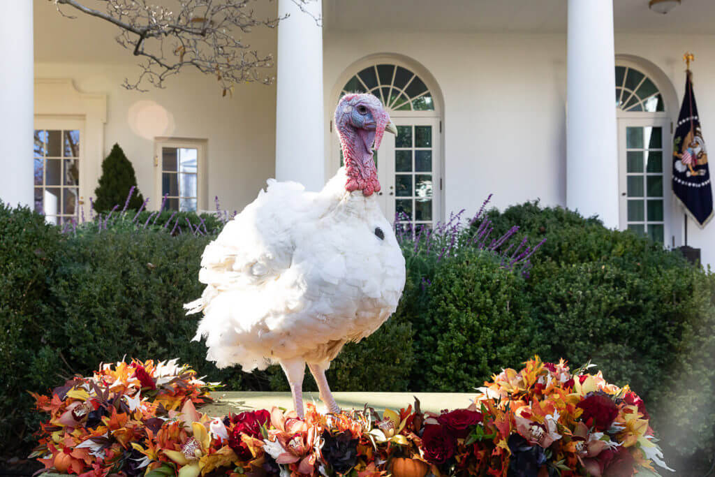 National Thanksgiving Turkey on a table in the White House Rose Garden