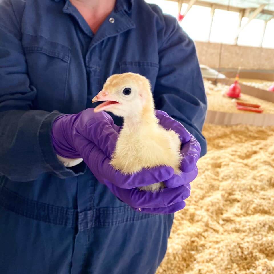 Turkey grower holding a poult in a turkey barn