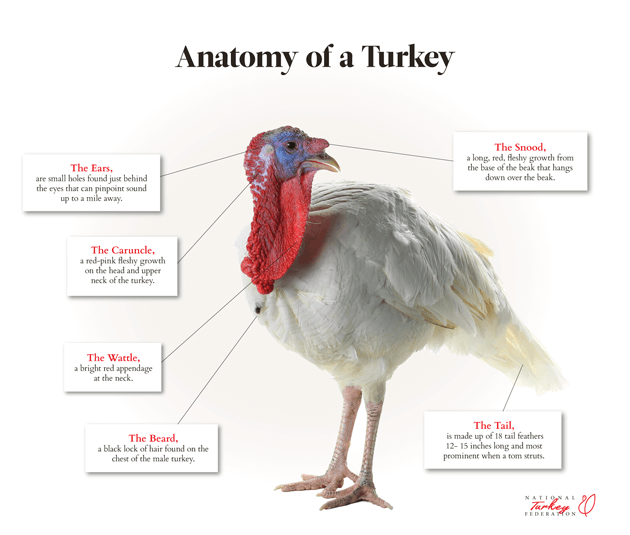 The anatomy of a mature broad-breasted white tom turkey