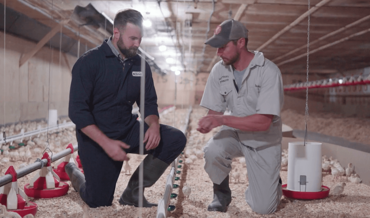 Hybrid Turkeys employees in a turkey barn