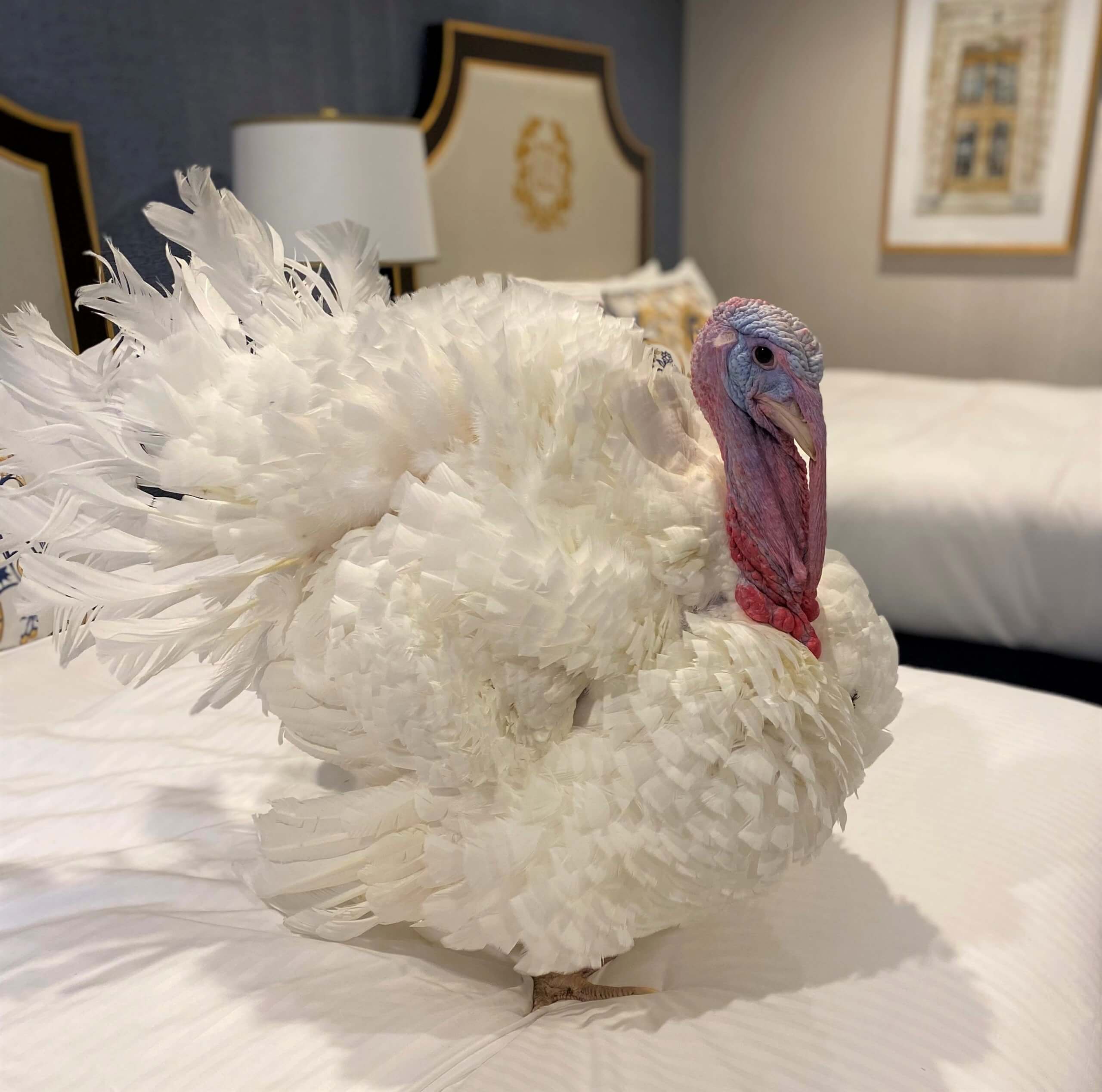 presidential turkeys on bed